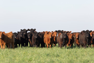 angus in the pampas field