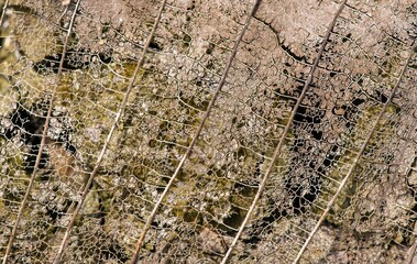 Close up of dry leaf veins structure for natural background