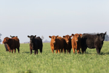 angus in the pampas field