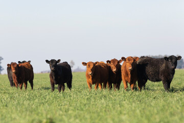angus in the pampas field