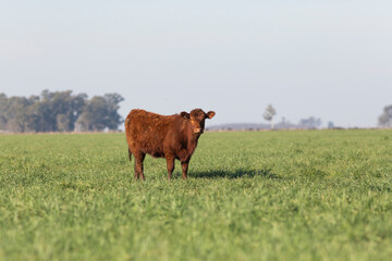 angus in the pampas field