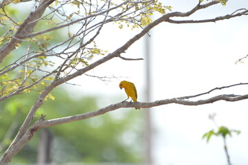 Pássaro Amarelo
