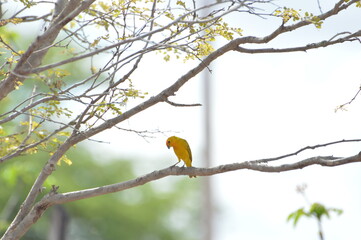 Pássaro Amarelo