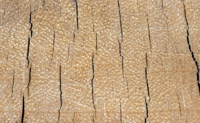 The surface of an old cracked wood for natural background, in shallow focus