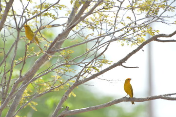Pássaro Amarelo