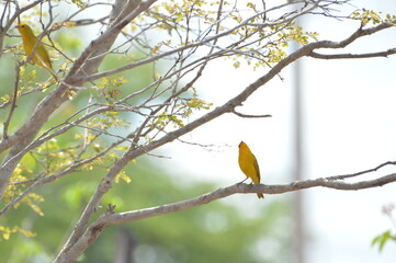 Pássaro Amarelo