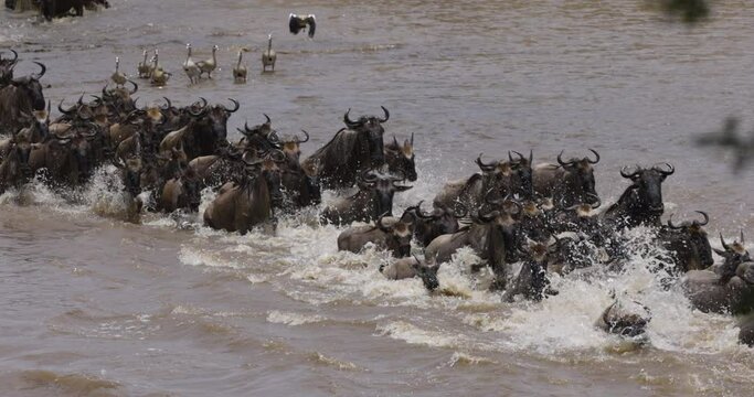Slow motion Migrating herd wildebeest fighting for survival, swimming and crossing the Mara River