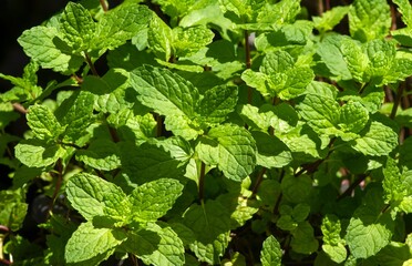 Fototapeta na wymiar Mint leaves (Mentha piperita L) thrive in the garden