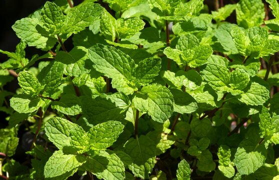 Mint Leaves (Mentha Piperita L) Thrive In The Garden