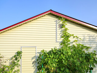 Wall of house with grape vines and blue sky over roof