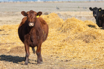 angus in the pampas field