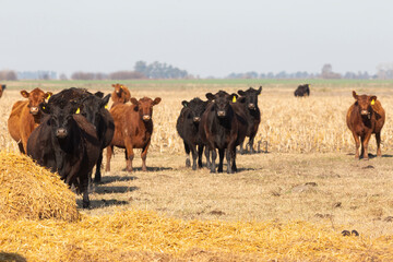 angus in the pampas field