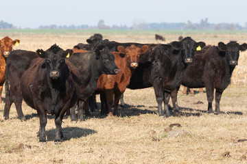 angus in the pampas field