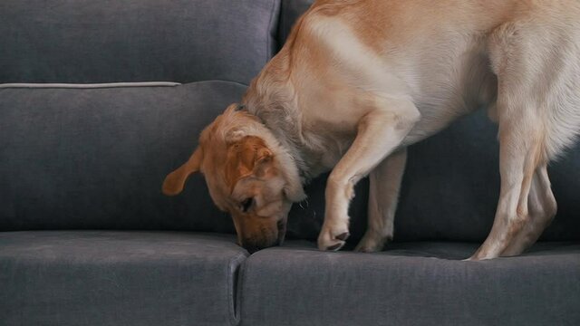 Labrador chewing on sofa close-up