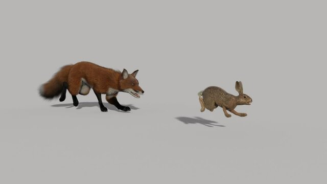 fox chasing a hare, animation, transparent background