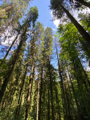 Summer forest in the mountains.