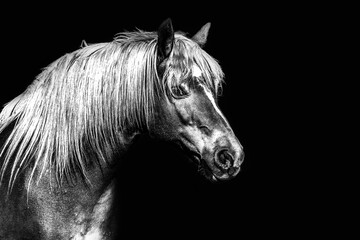 Portrait of a haflinger horse in black and white on a black background