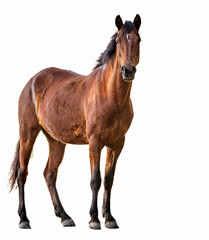Brown horse isolated on white background in closeup.