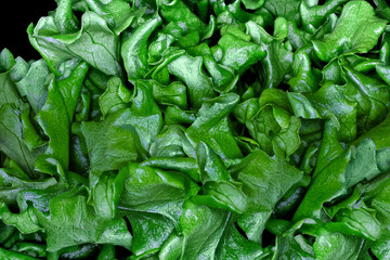 Organic lettuce leaves in closeup