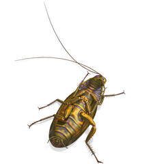3D-illustration of a creepy cartoon cockroach. isolated rendering object
