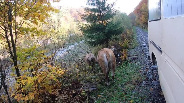 Karpaty ukraińskie - wędr&oacute;wki z plecakiem i podziwianie krajobraz&oacute;w