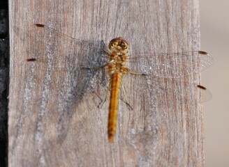 Libelle auf Holztisch