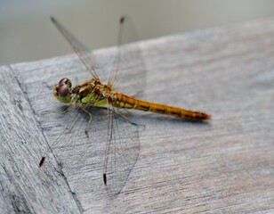 Libelle sitzt auf Holztisch