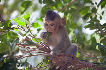 Fototapeta premium 可愛いサル