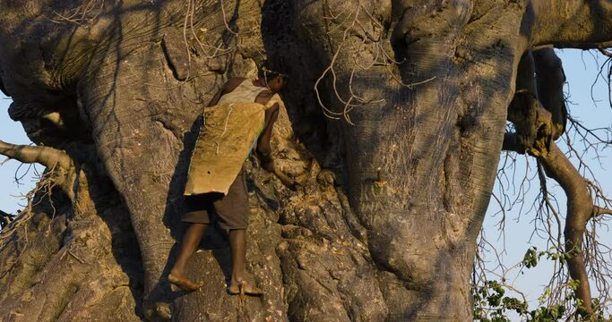 Hadza hunter-gatherer tribesmen climbing a baobab tree to get honey  Tanzania
