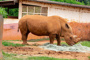 White rhino from the side feeding on hay in selective focus. seen from the front