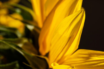 Obraz premium sunflower flower petals close up