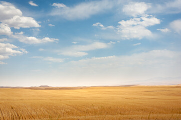 large Wheat field on the hill with blue and partly cloudy sky in Kurdistan province, iran
