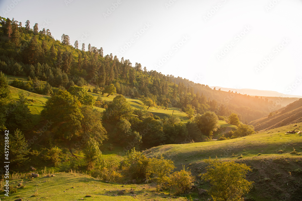 Wall mural beautiful forest landscape, on the sunset.