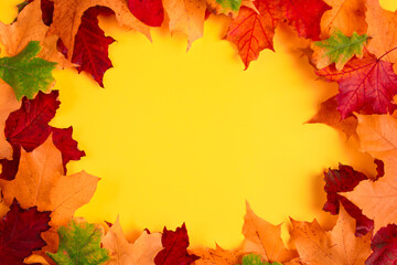 Naklejka na ściany i meble Frame from fallen autumn maple leaves on a bright yellow background. Colorful fall foliage. Backdrop for design.