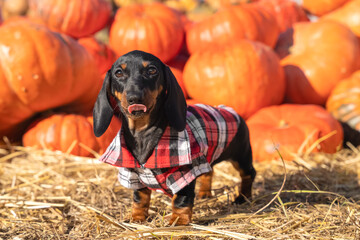 Playful active dachshund puppy in checkered shirt stands by pile of pumpkins and licks its lips,...