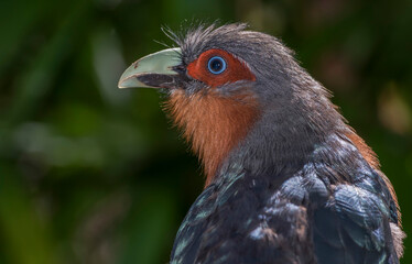 Fototapeta premium close up of a red billed hornbill