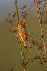 grasshopper on the grass