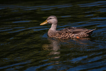 duck on the water