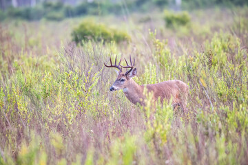 deer in the grass