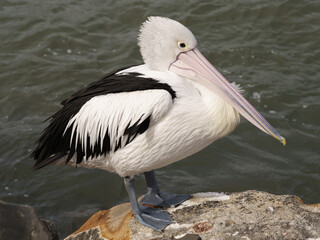 Cold Pelican on the rock
