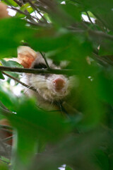 A wild possum on the branches of a tree in the backyard of a house.
