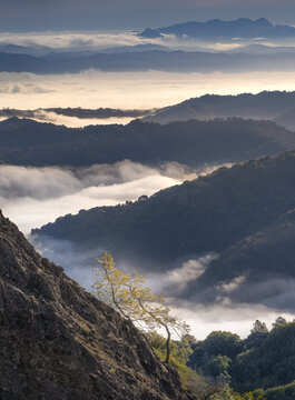 Dancing trees above fog in the hills of Silicon Valley, California
