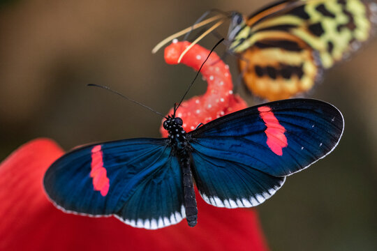 Butterflies on plant in Ecuador.