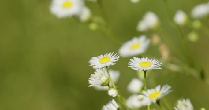 The flowers of erigeron annuus, the annual fleabane