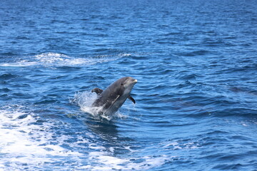 Fototapeta premium dolphin in the water, bottlenose dolphin going to jump 