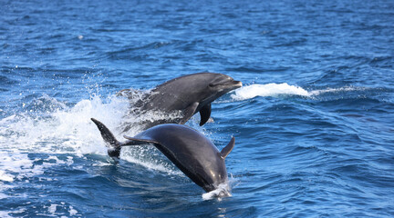 Naklejka premium two dolphins jumping, bottlenose dolphins leaping 
