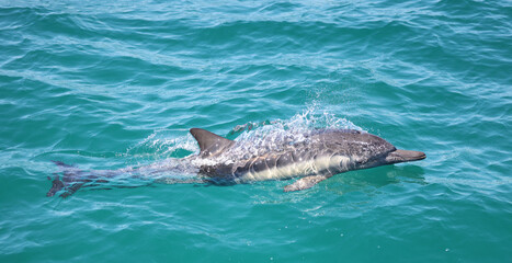 Fototapeta premium dolphin in the water