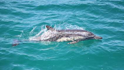 dolphin in the water