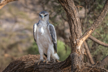 Martial Eagle - Samburu, Kenya