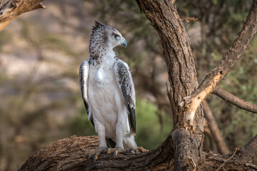 Martial Eagle - Samburu, Kenya